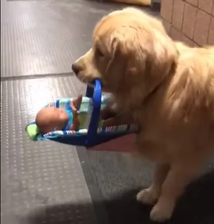 VÍDEO | Cachorro é flagrado 'roubando' brinquedos que seriam doados para crianças