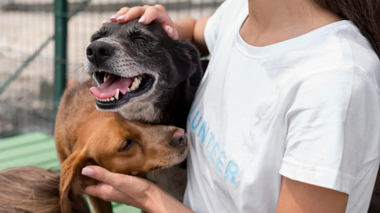 Cães e gatos: Viana lança programa de castração; veja como inscrever o seu pet