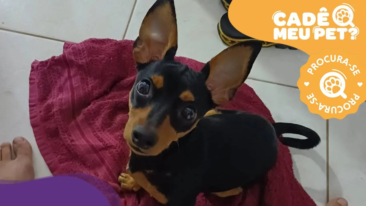 Viu a Luna por aí? Tutores oferecem recompensa por pinscher que desapareceu em Vila Velha