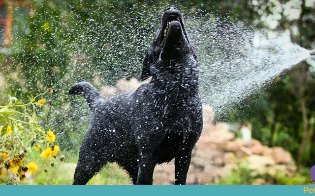 Cachorros sofrem com o calor