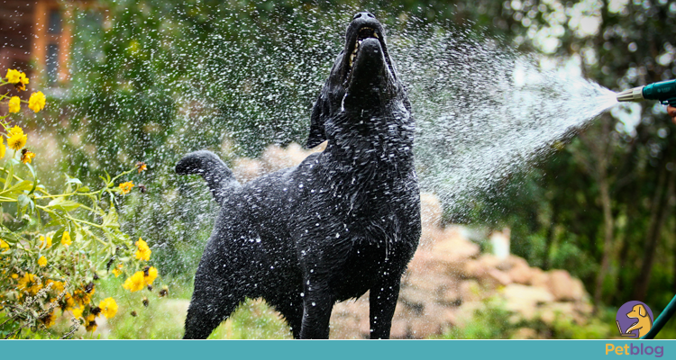 Cachorros sofrem com o calor