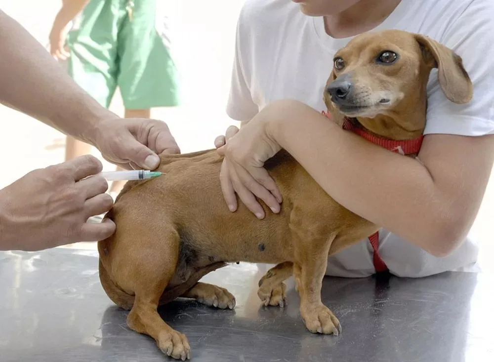 Vacinação antirrábica em Campinho durante toda a semana