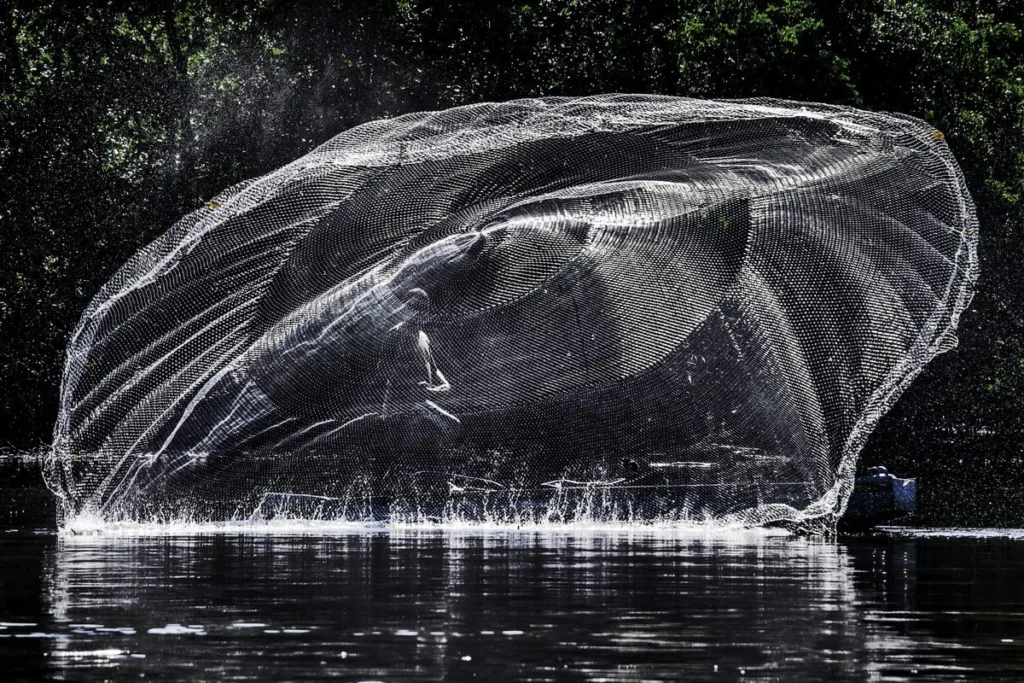 Pescador jogando tarrafa nas tranquilas águas de um manguezal, ilustrando a interação humana com ecossistemas naturais. Fotografia de Natureza e Conservação.