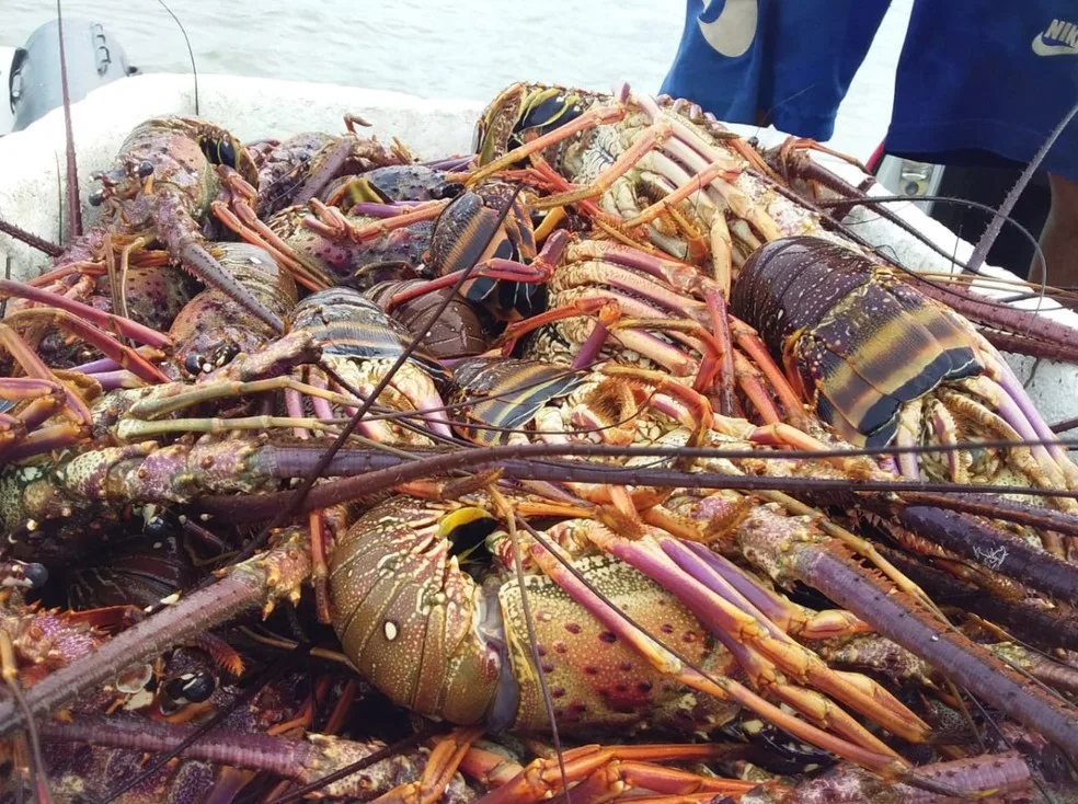 Agricultura define período de defeso e regras para pesca da lagosta