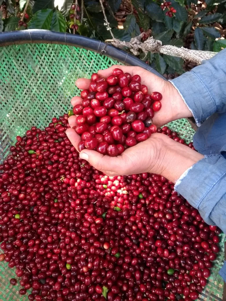 Praça do Papa recebe feiras de agronegócio. Veja a programação!