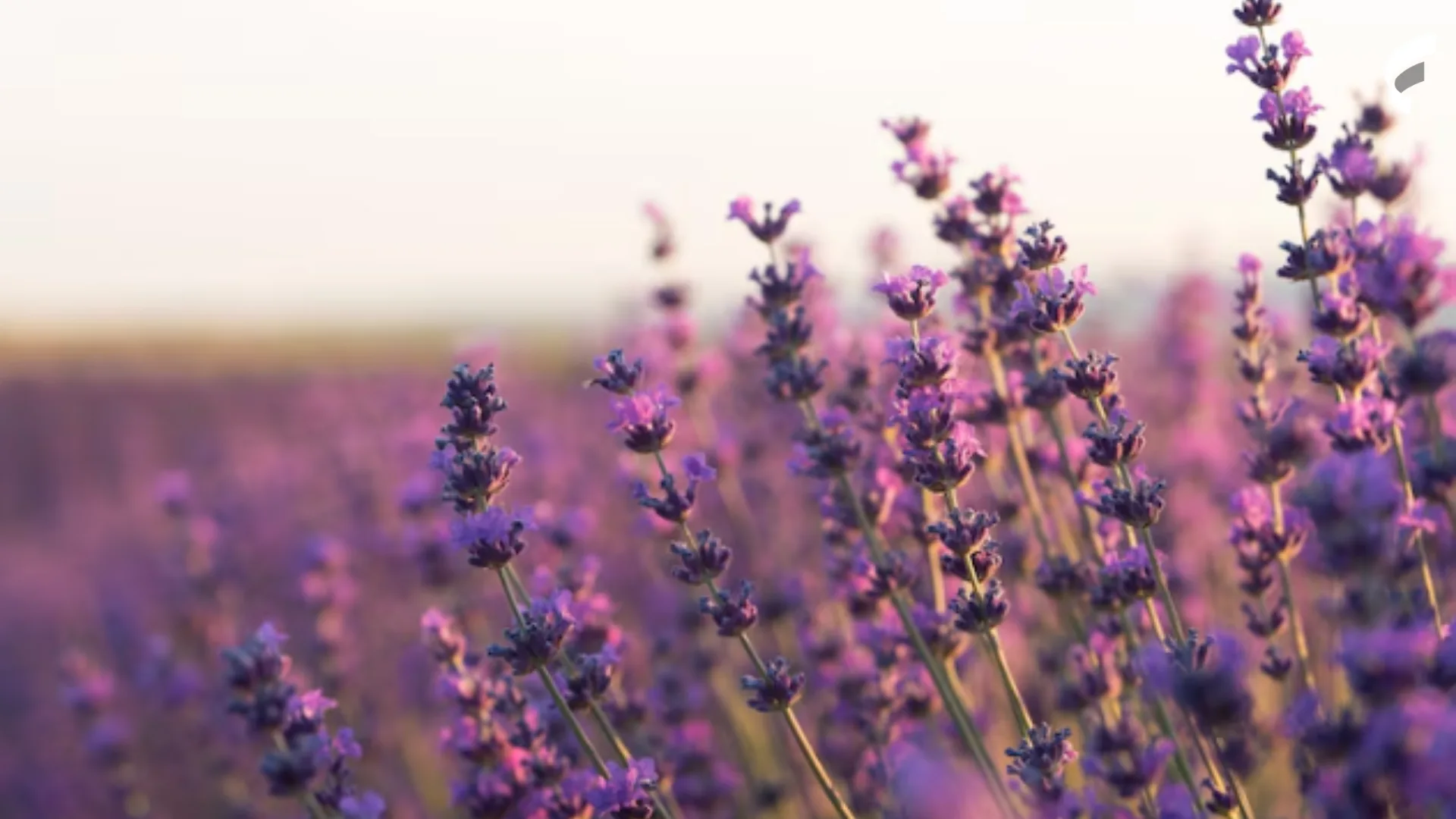 Para que serve a lavanda? Veja benefícios da planta e como usar