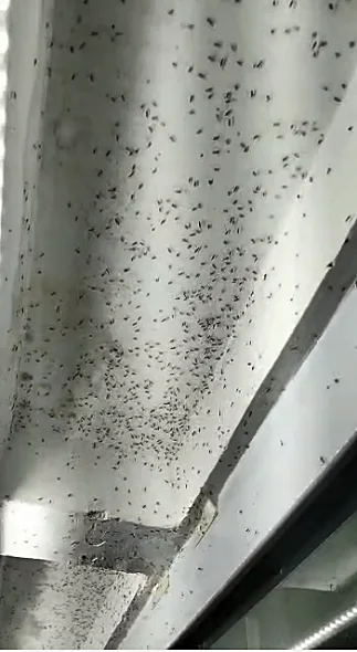 VÍDEO | Moradores de Vista Linda, em Cariacica, sofrem com a infestação de mosquitos