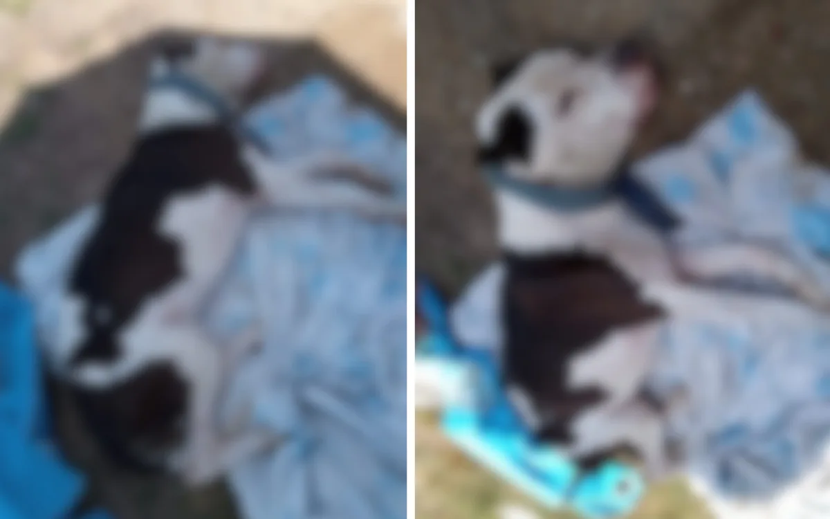 Pitbull com ferro e pedras no estômago morre após ser encontrado em saco de lixo em Vitória