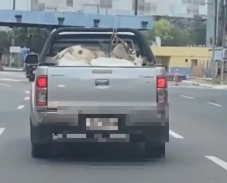 VÍDEO | Cabras são flagradas em carroceria de caminhonete na Terceira Ponte