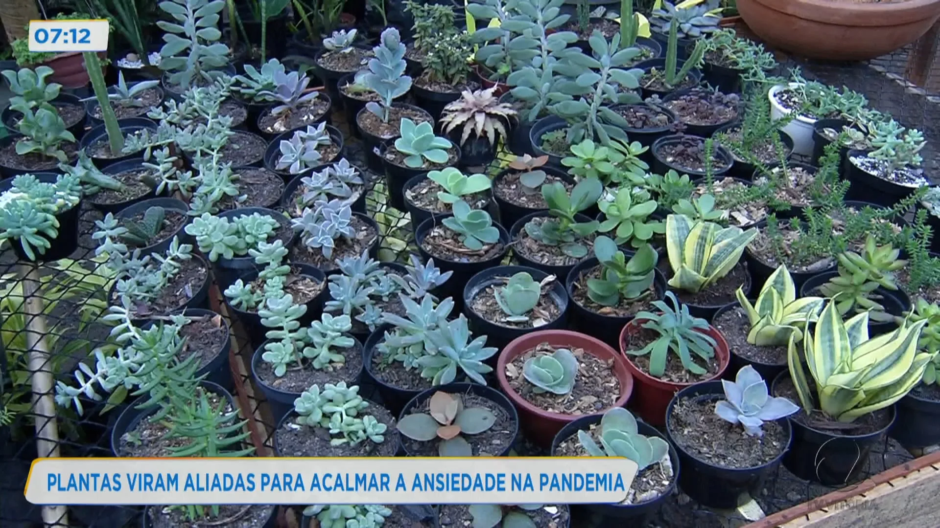 Plantas viram aliadas para acalmar a ansiedade na pandemia