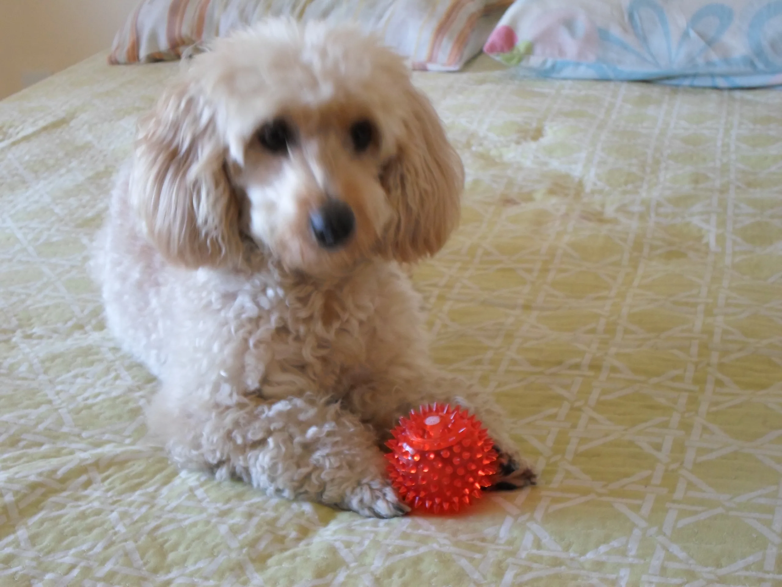 Qual cachorrinho resiste a uma bolinha?