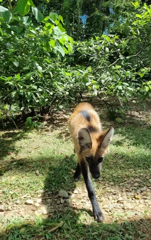 Confira a saga do lobo-guará que virou pet ao ser confundido com cachorro