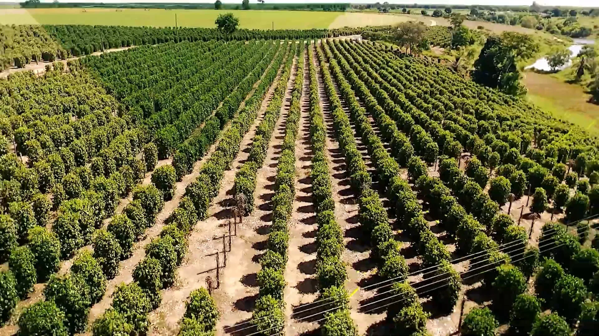 Agro Business T1E14 | entenda como a produção agrícola pode ajudar na preservação ambiental