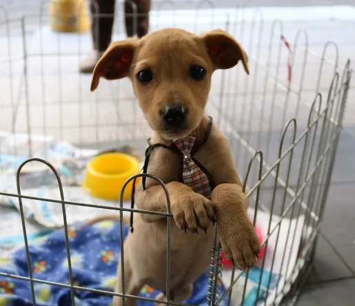 Grupo de proteção animal realiza Feira de Adoção em Cachoeiro