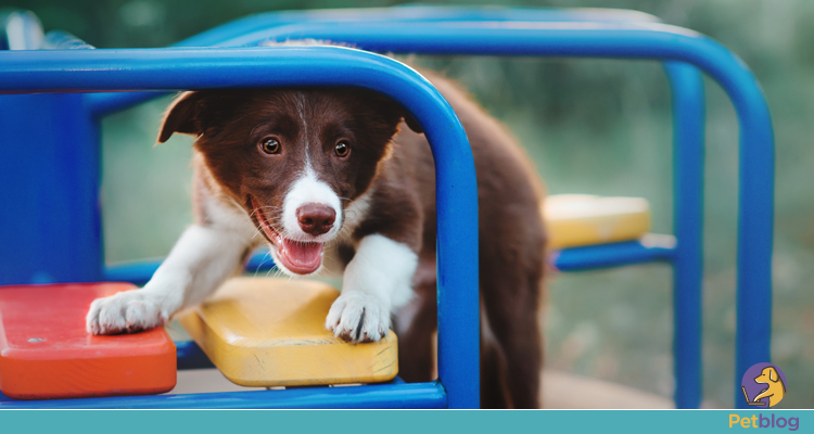 pet park shopping