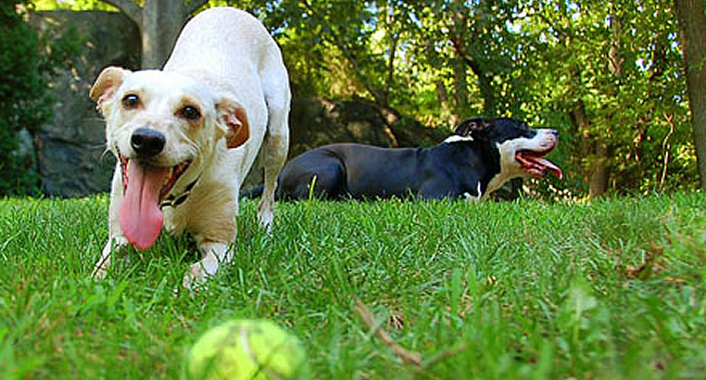 Após morcego com raiva, Ilha do Frade terá vacinação preventiva em cães e gatos