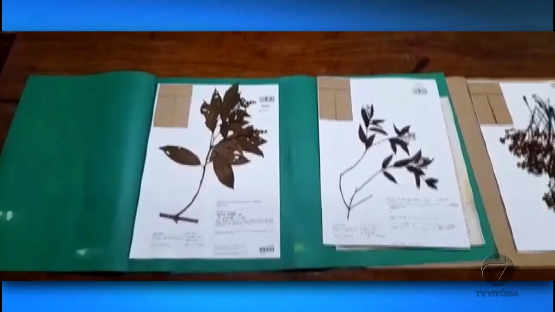 Novas espécies de plantas encontradas no ES