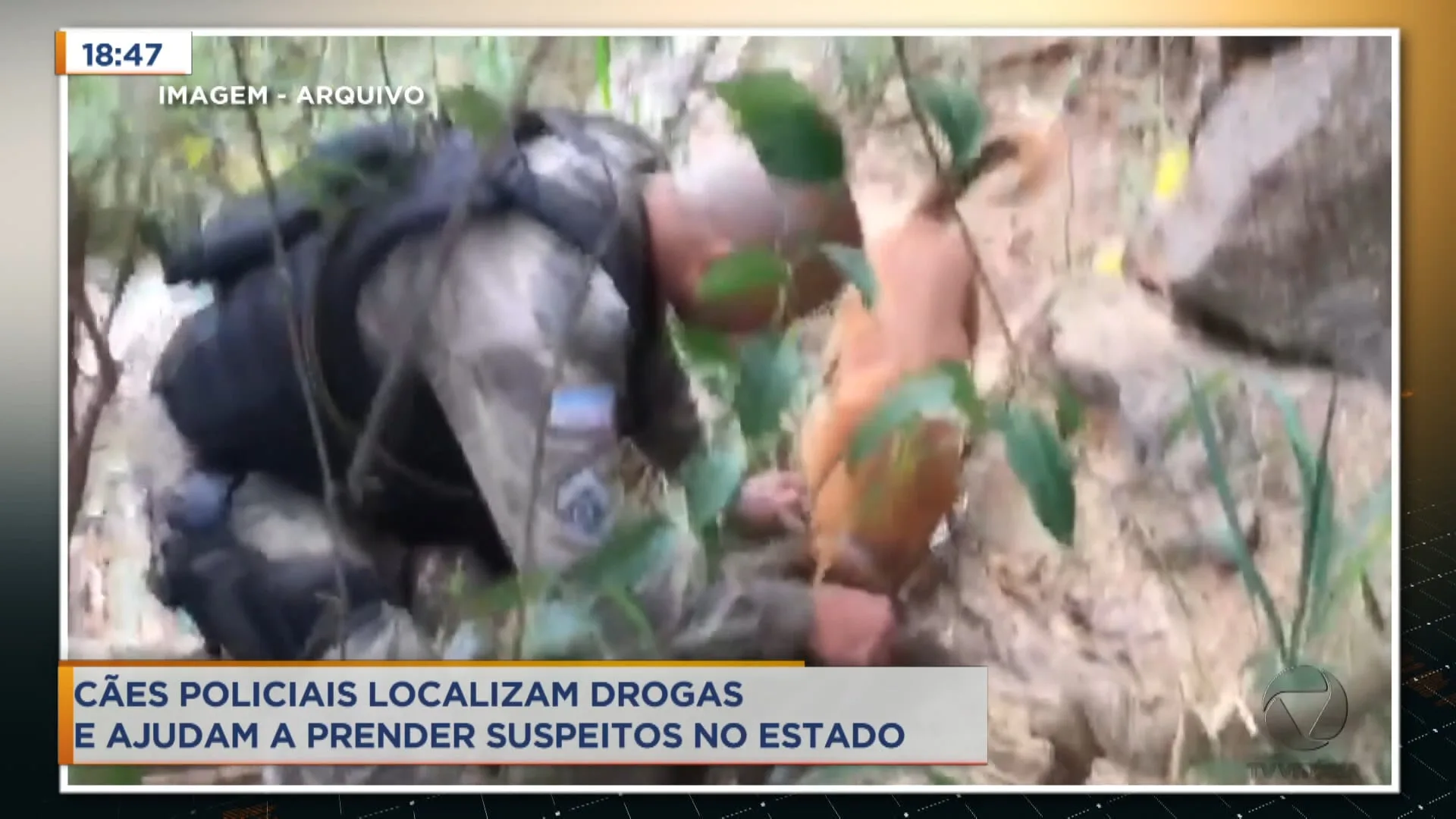 Cães policiais localizam drogas e ajudam a prender suspeitos no estado