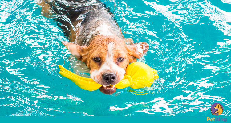 cachorros podem entrar na piscina?