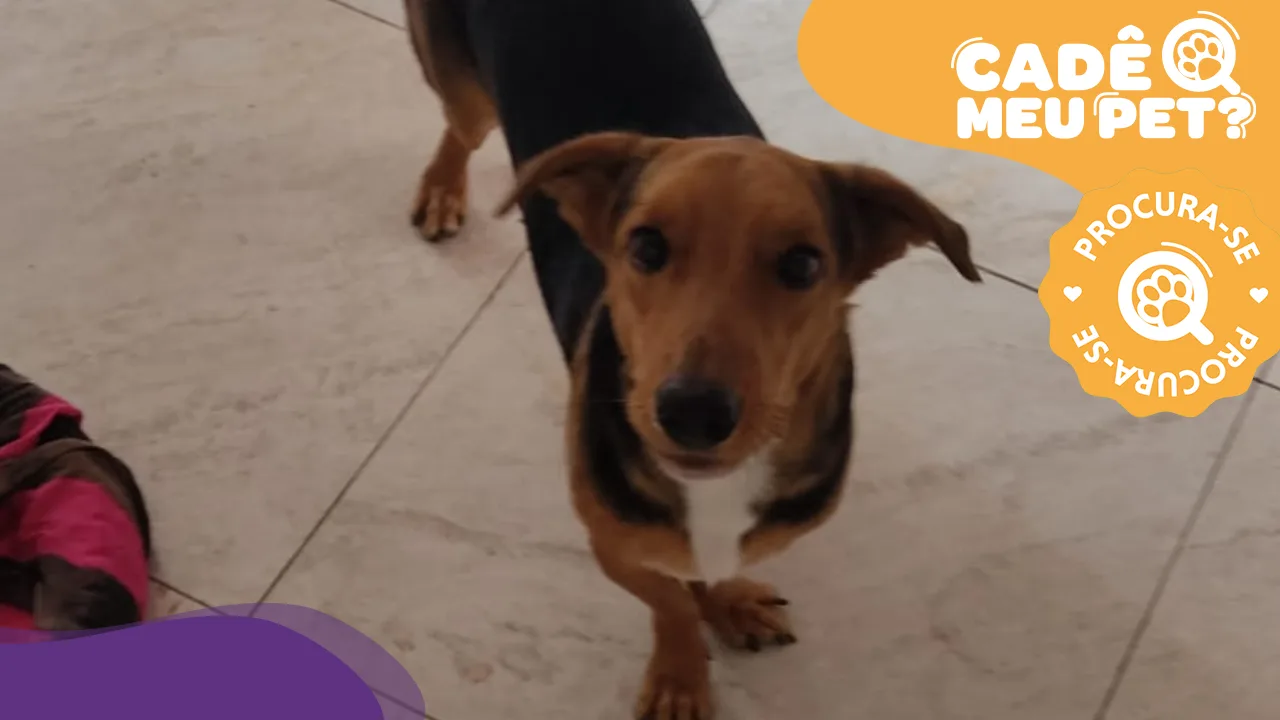 Viu o Zed por aí? Cachorro desapareceu em Cariacica