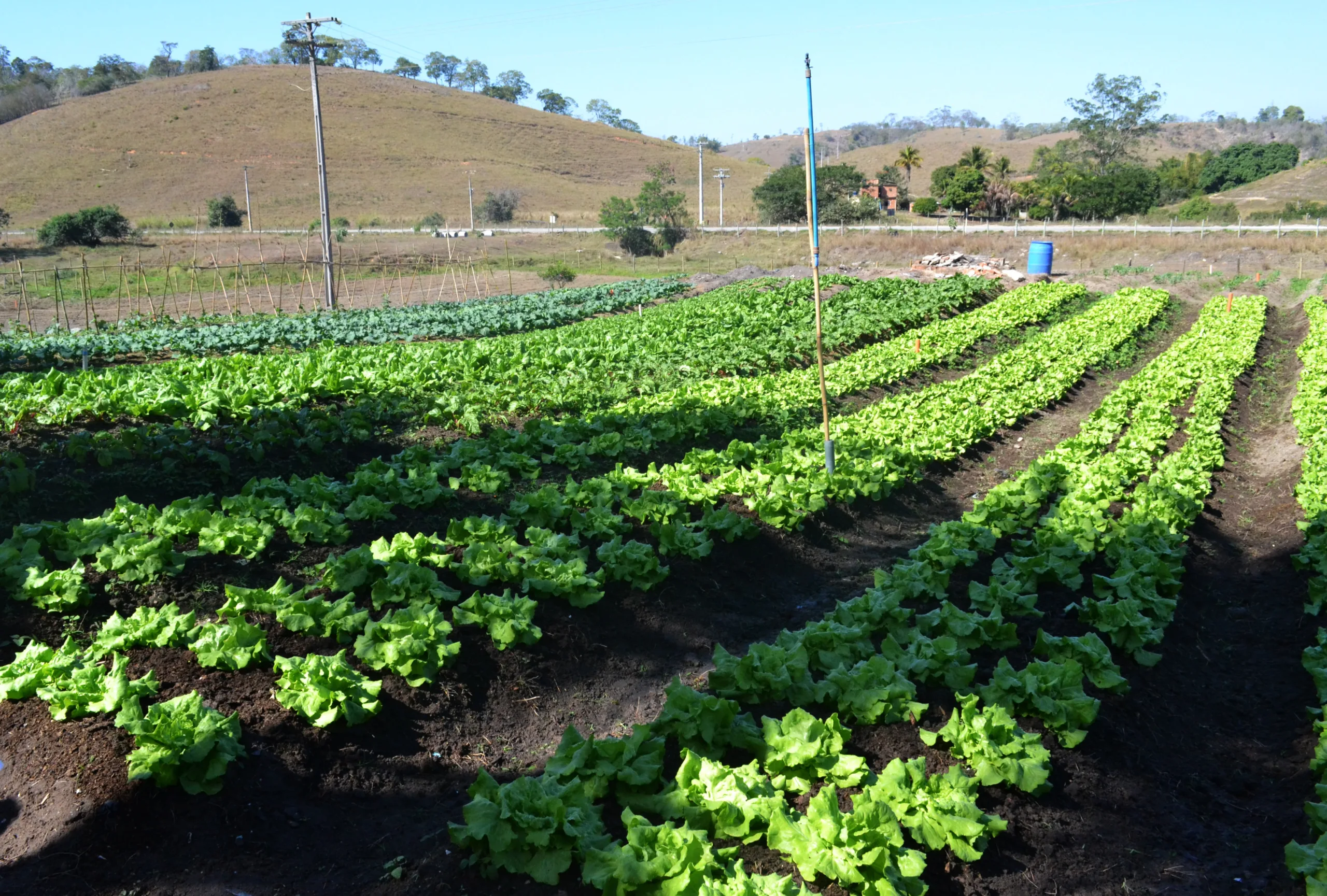 Fazenda vai vender verduras e legumes orgânicos com preços acessíveis em Cachoeiro