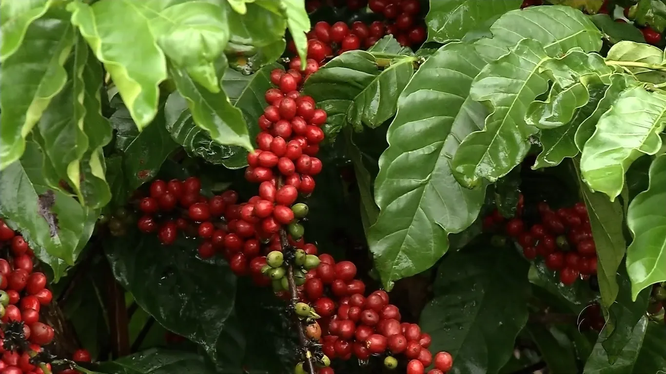 Linhares é o terceiro maior produtor de café do Brasil, diz IBGE