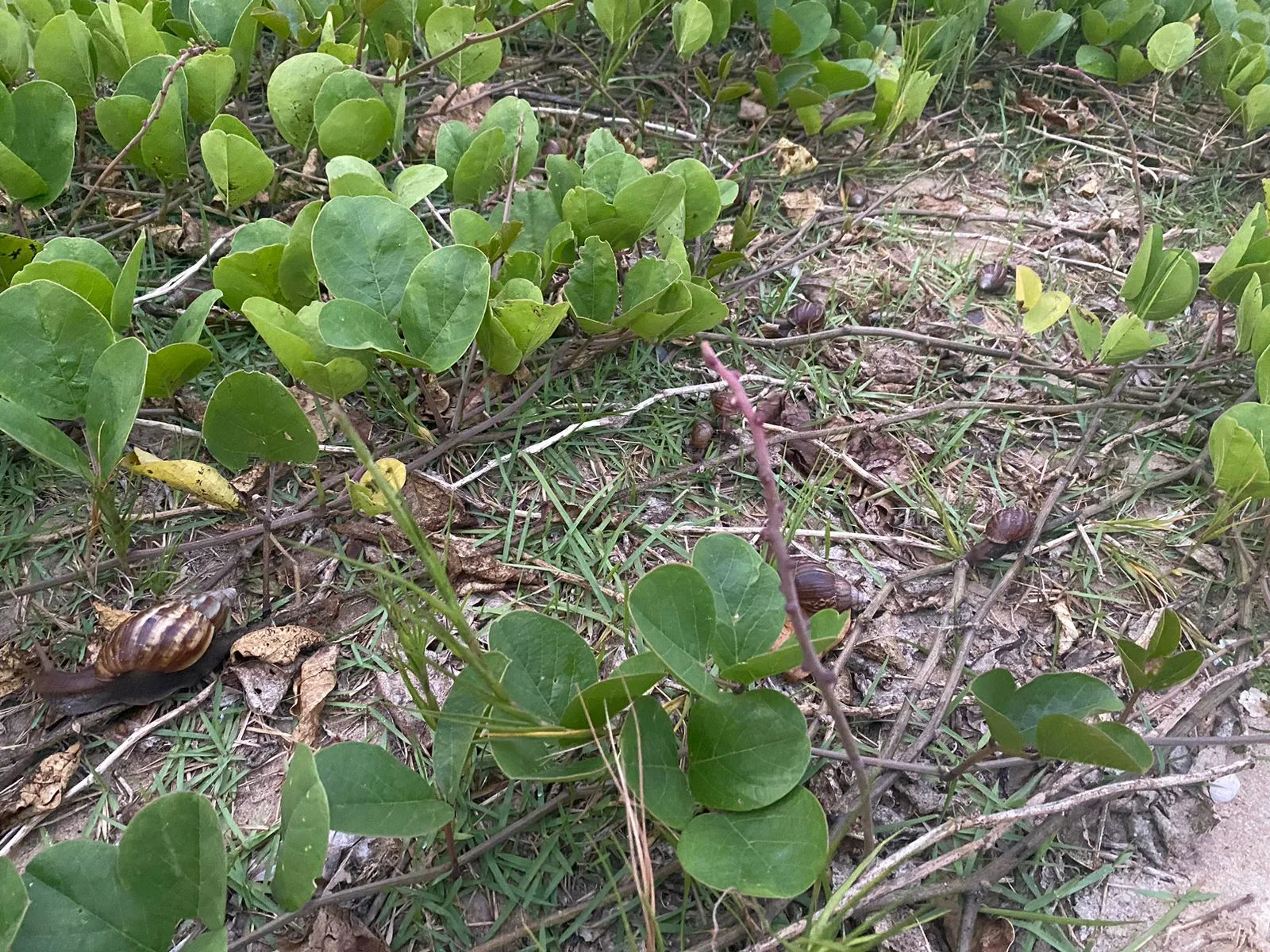 Alerta na Guarderia: caramujos africanos invadem área de restinga