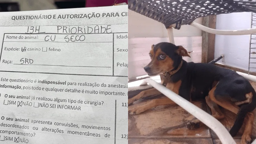 Bizarro! Veterinária viraliza com nomes de cachorros: "C* Seco, Xana, Periguete"