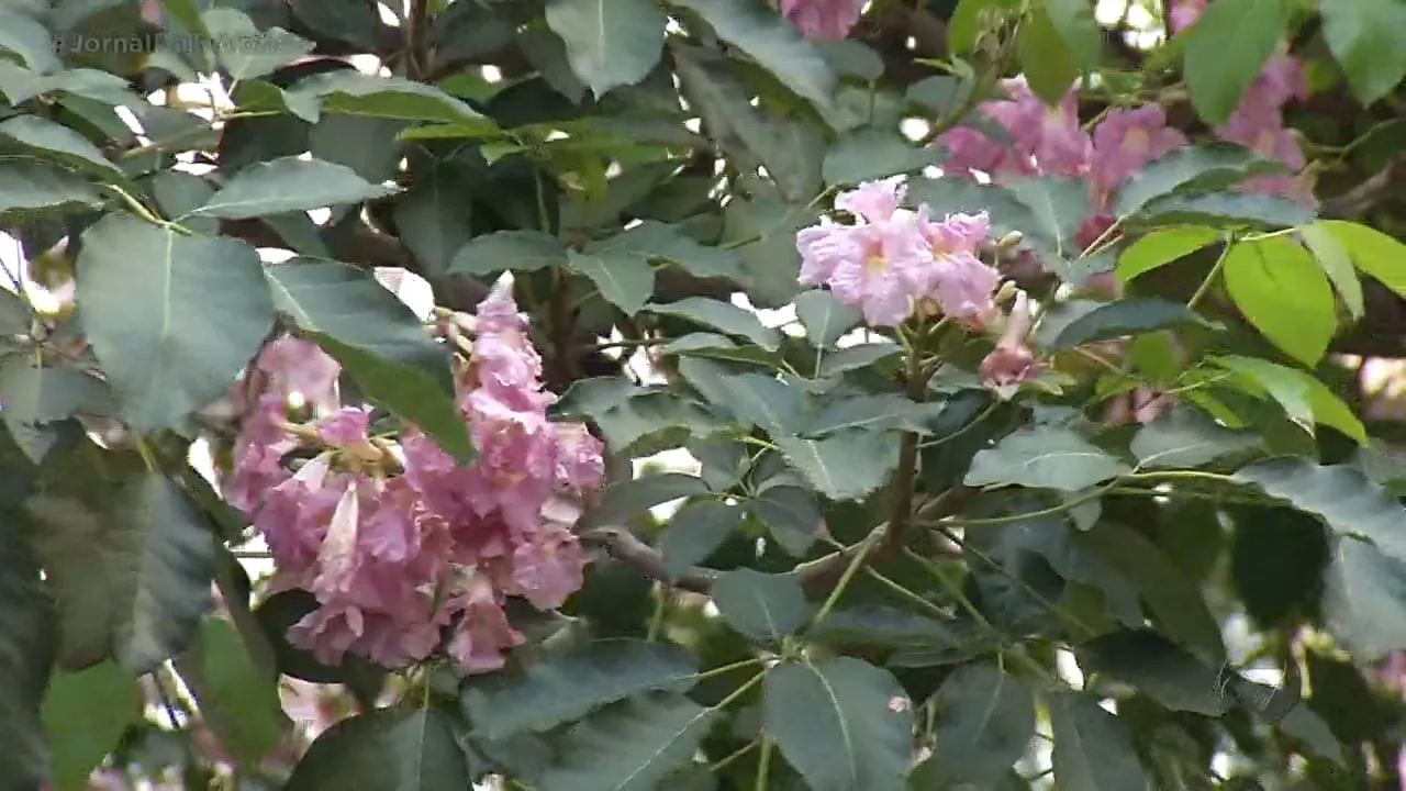 Chegou a temporada dos ipês e as flores já estão colorindo a Grande Vitória