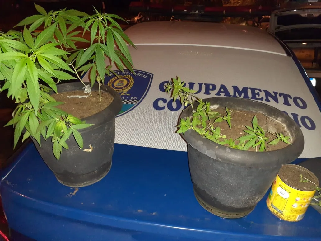 Guarda Municipal encontra drogas e até pés de maconha e trio é detido em Vila Velha