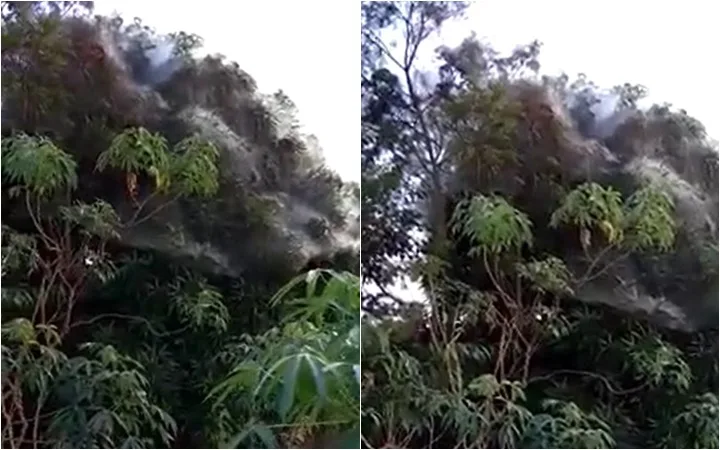 VÍDEO | Teias de aranha gigantes cobrem árvore em Aracruz