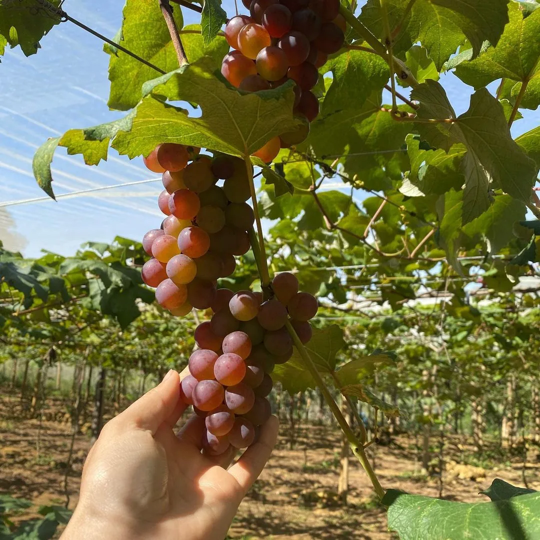 Agro Business mostra a produção de uva no Espírito Santo