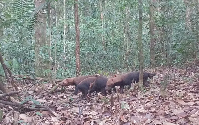 Ameaçado de extinção, cachorro-vinagre é flagrado em parque