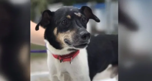 Cachorro salva família ao alertar sobre incêndio em casa, mas acaba morrendo