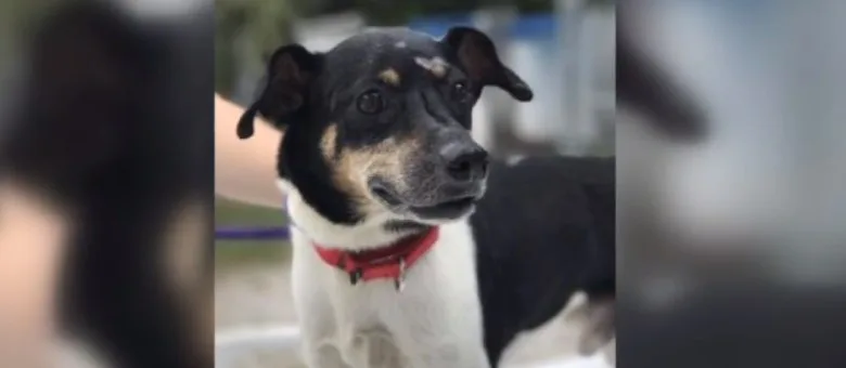 Cachorro salva família ao alertar sobre incêndio em casa, mas acaba morrendo