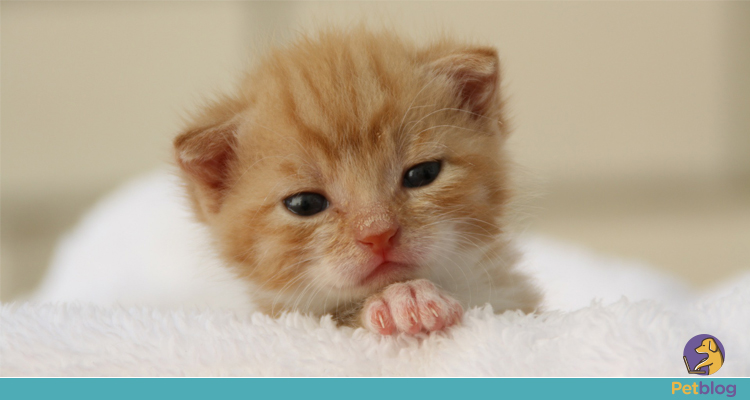 Gatinho cuidados com filhote