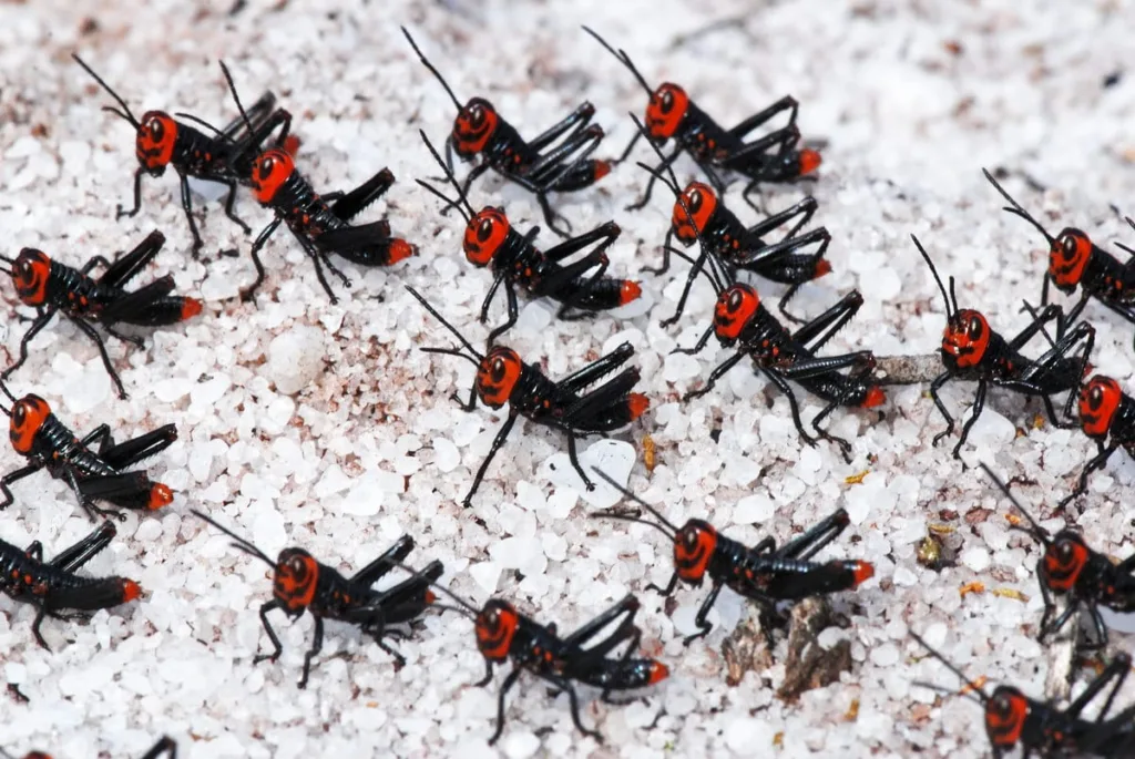 Macrofotografia de gafanhotos soldadinhos com corpos pretos e cabeças vermelhas sobre areias brancas da 'aberta de clúsia', Parque Estadual Paulo Cesar Vinha. Fotografia de Natureza e Conservação.