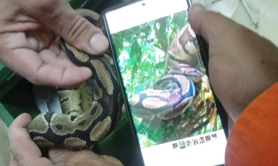 Rio de Janeiro (RJ) – Píton ball solta no Parque Nacional da Tijuca é encontrada e buscas se encerram. Foto: Divulgação