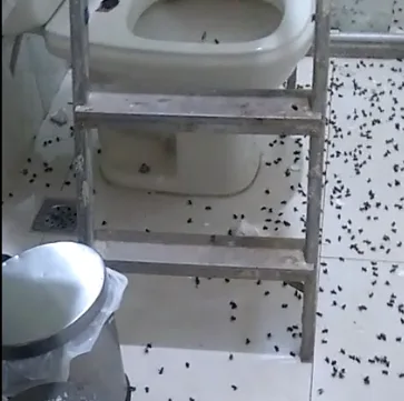 VÍDEO | Enxame de abelhas invade casa em Vila Velha. Saiba o que fazer em casos semelhantes