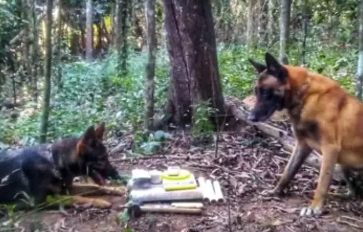 Com ajuda de cães farejadores, policias apreendem cerca de 3,5 kgs de drogas na Serra