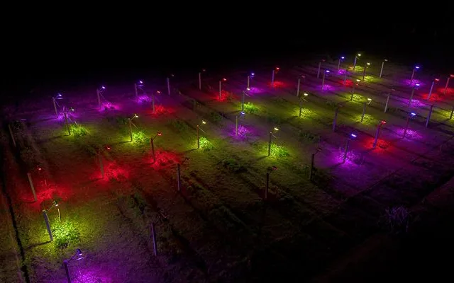 Pesquisa desenvolve luminária LED para cultivo de flores