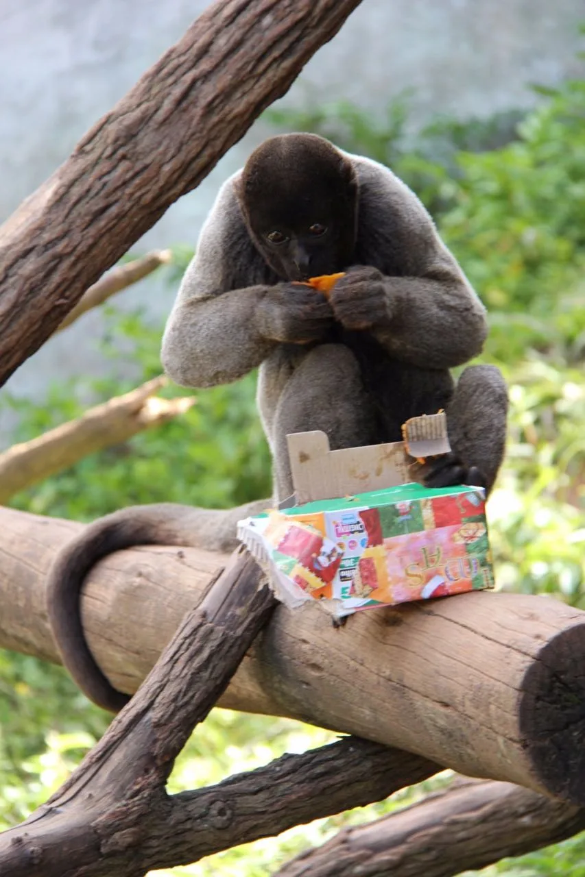 Zoológico vai entregar presentes para animais em Marechal Floriano neste fim de semana