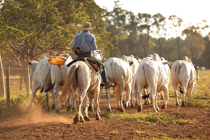 MAN IN HORSE AND NELORE CATTLE