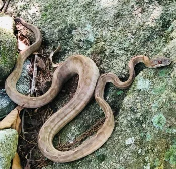 Serpente é resgata de casa no bairro Fradinhos, em Vitória