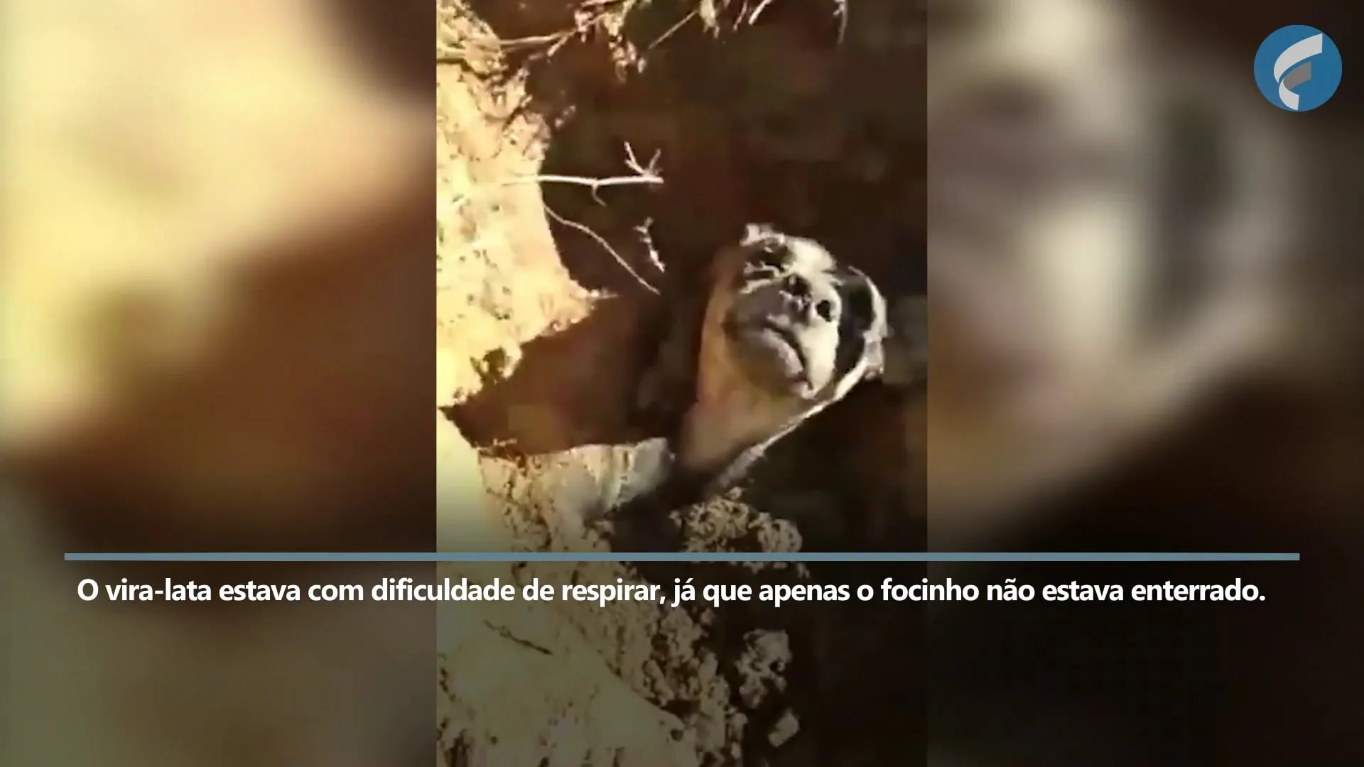 Crueldade: cão é resgatado após ser enterrado vivo e comove internautas