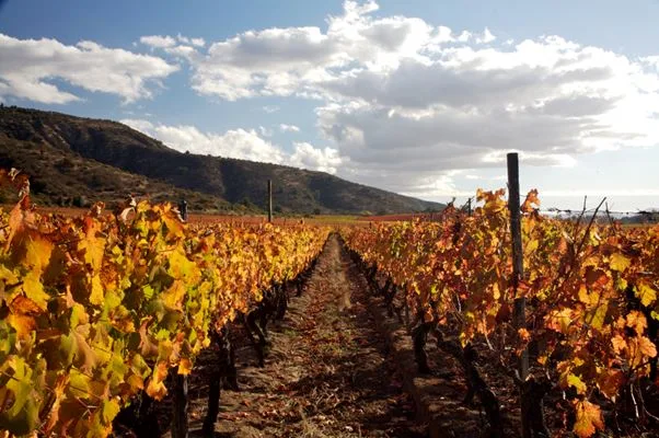 Mercado de vinhos no país registra alta no primeiro quadrimestre do ano