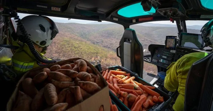 Helicópteros lançam comida para animais em meio aos incêndios na Austrália