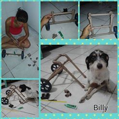 Cãozinho Billy precisa de ajuda