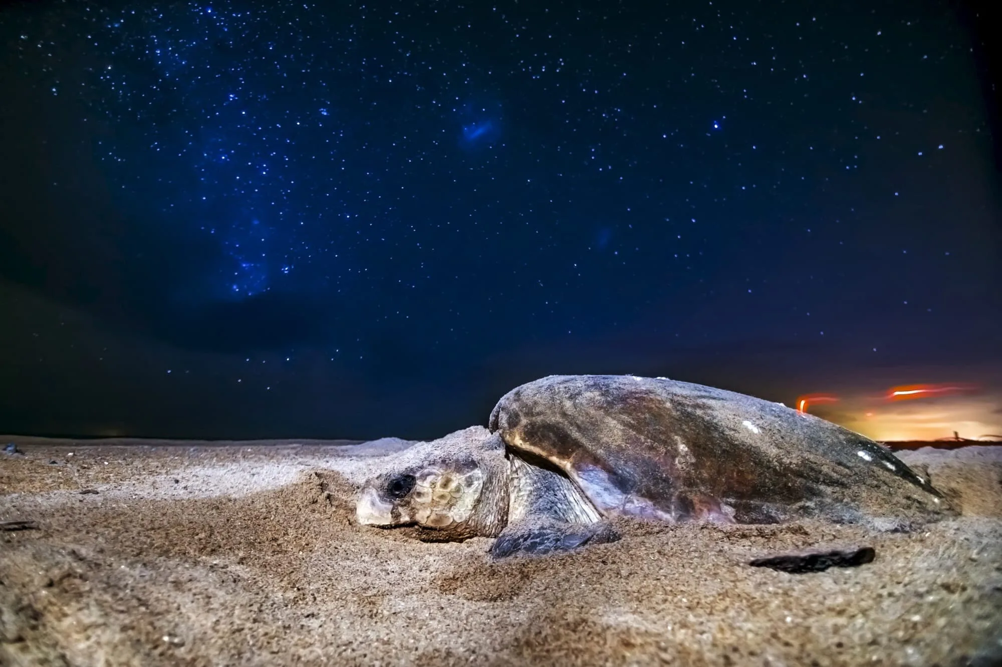 Tartaruga-cabeçuda desovando em praia de Regência com o mar e o céu estrelado ao fundo, foto feita com técnica de longa exposição.