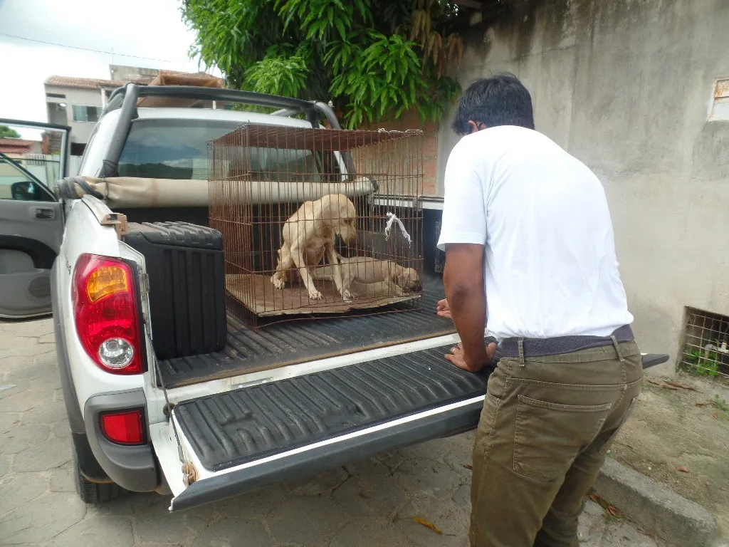 Cadela e filhote são resgatados em situação de maus-tratos em Linhares